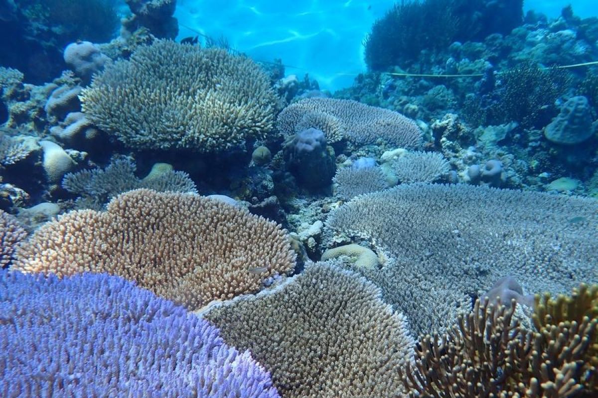 Karang terbesar di dunia ditemukan di Samudra Pasifik barat daya