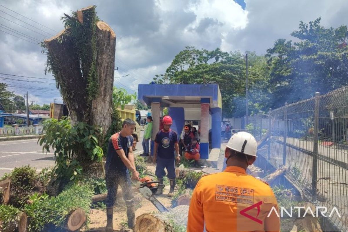 BPBD Belitung tebang pohon rawan tumbang