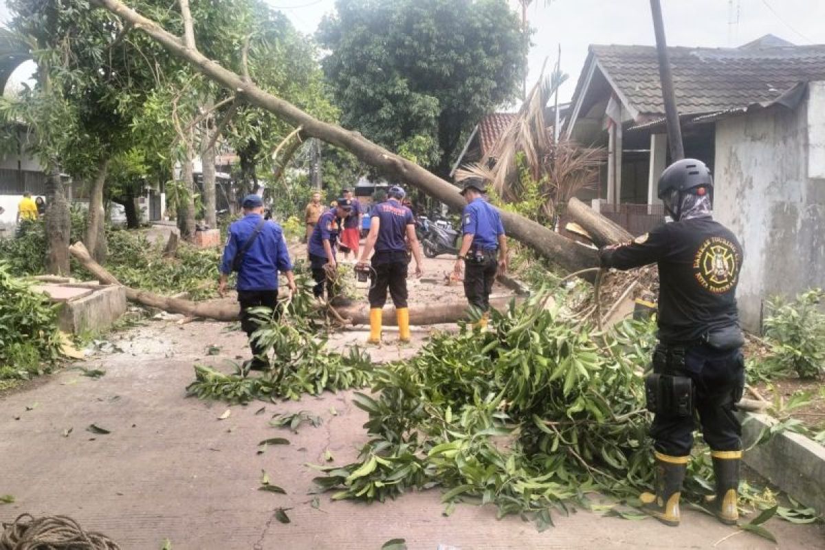 BPBD Kota Tangerang lakukan penyisiran pohon rawan tumbang