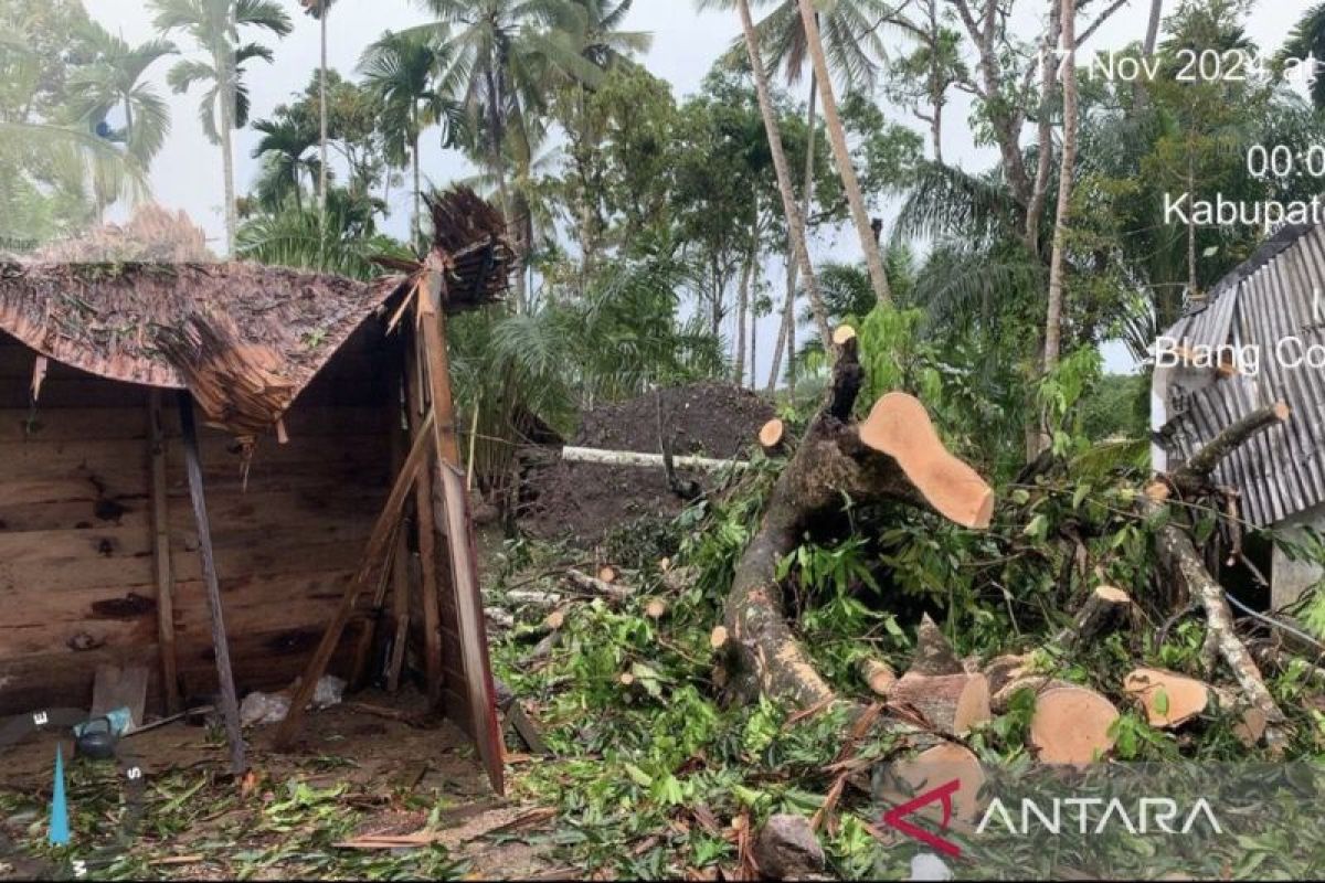 BPBD: Tujuh warga terdampak pohon tumbang di Aceh Barat