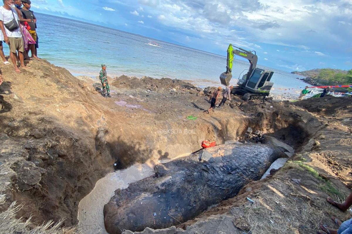 BKSDA Bali sebut rahang paus yang terdampar di Karangasem hilang