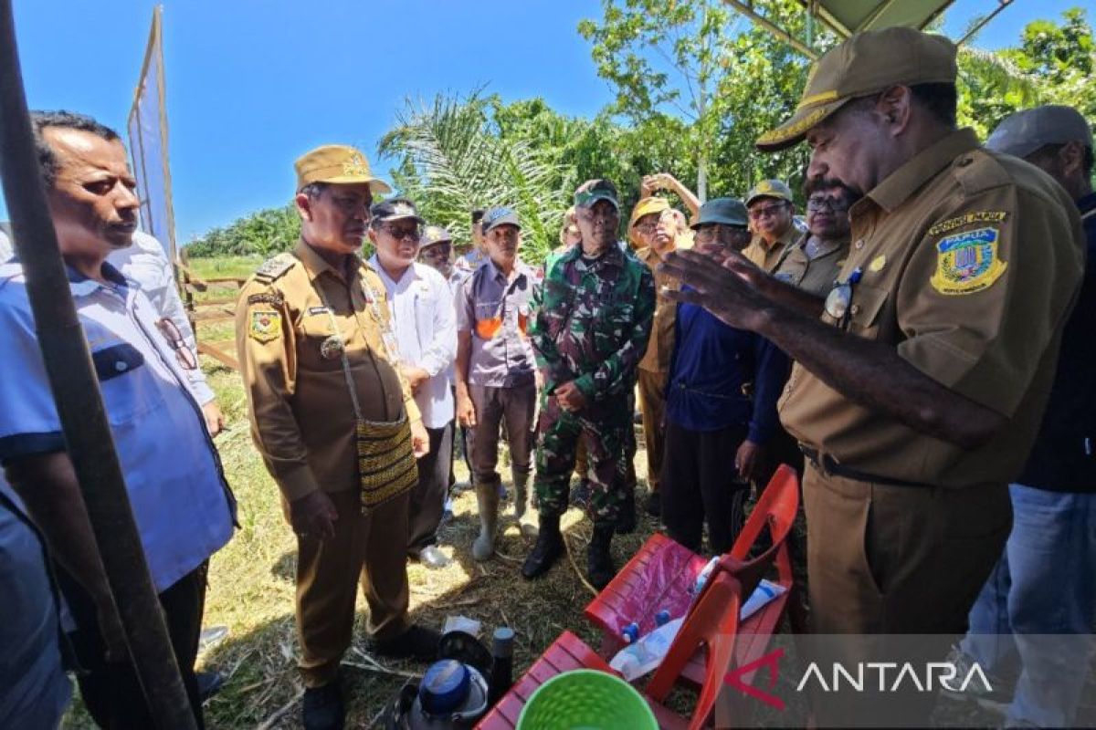 Pemprov Papua: Penerapan program inseminasi buatan baru empat daerah