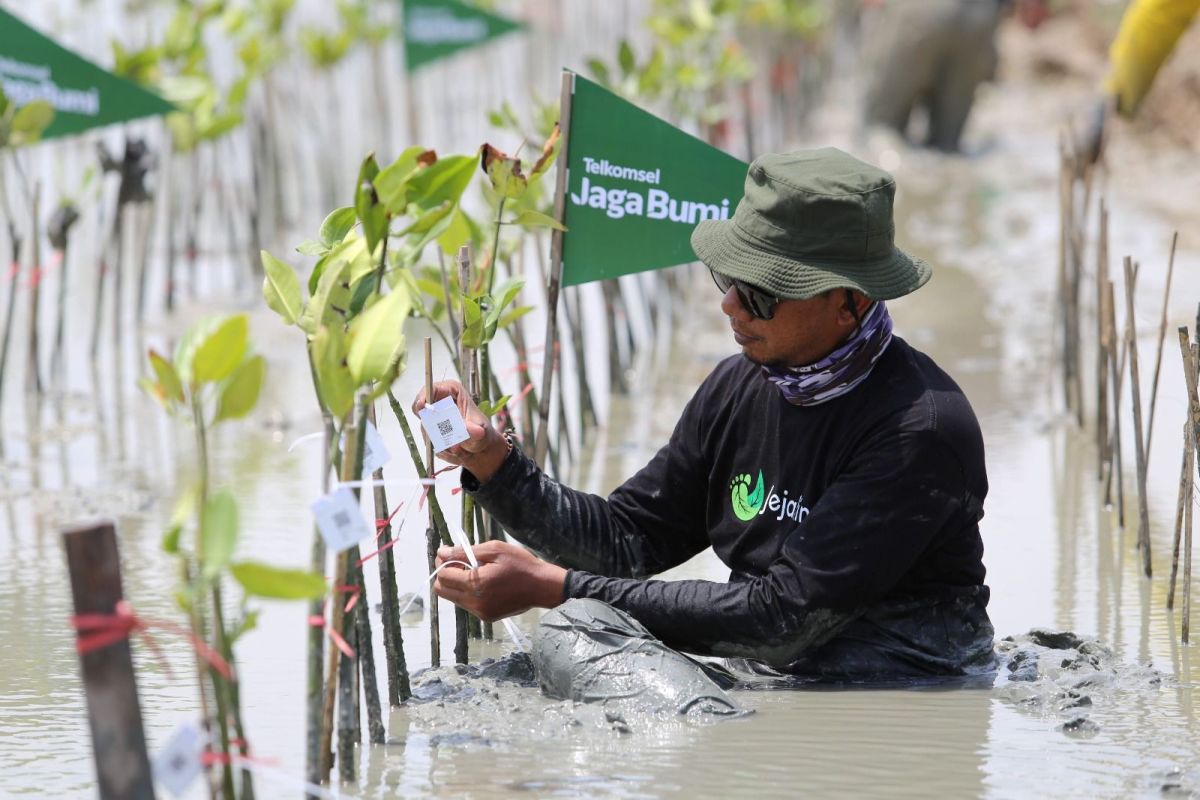 Telkomsel tanam 10.600 mangrove bantu kurangi emisi karbon