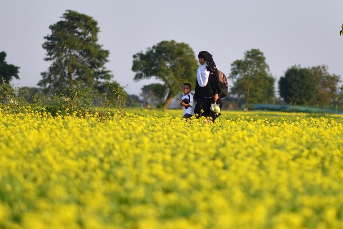 Album Asia: Menengok musim panen bunga mustard di Assam, India