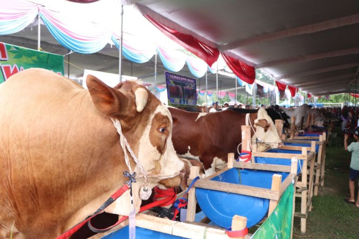 Populasi ternak di Lampung capai 660.191 ekor