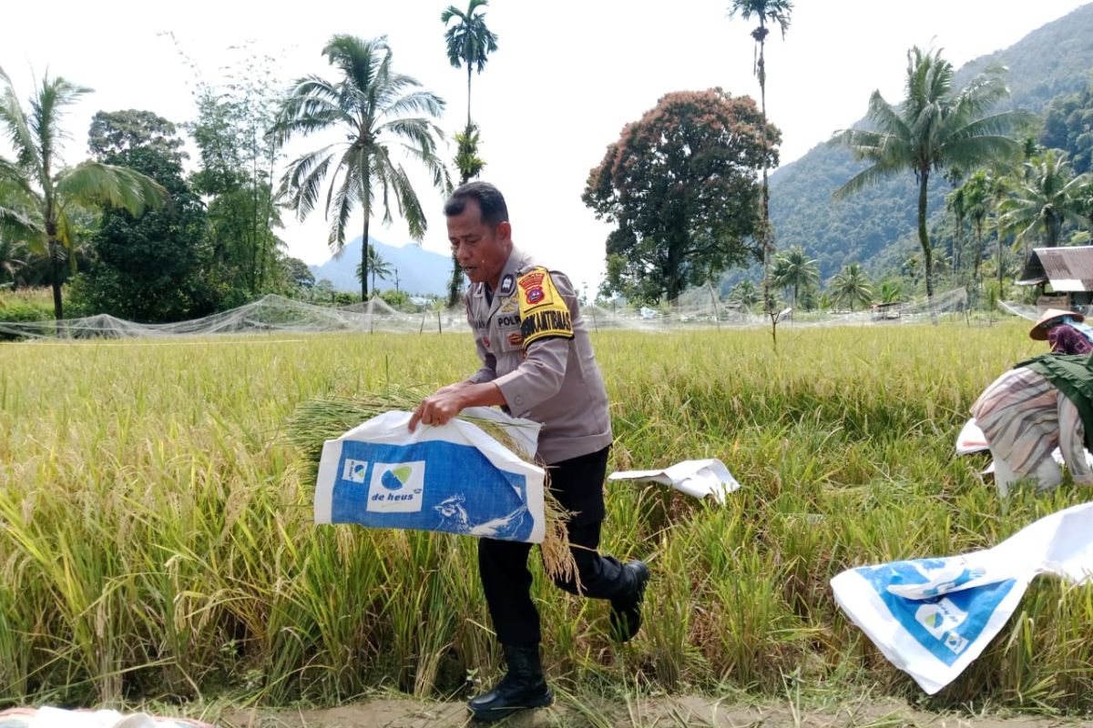 Bhabinkamtibmas Polres Pasaman Barat motivasi petani jaga ketahanan pangan