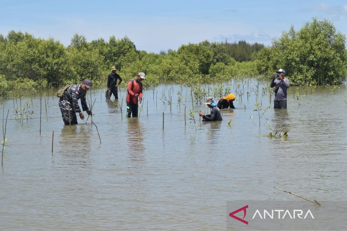 YSLI tanam 1.500 mangrove jenis api-api di pantai Aceh Tamiang