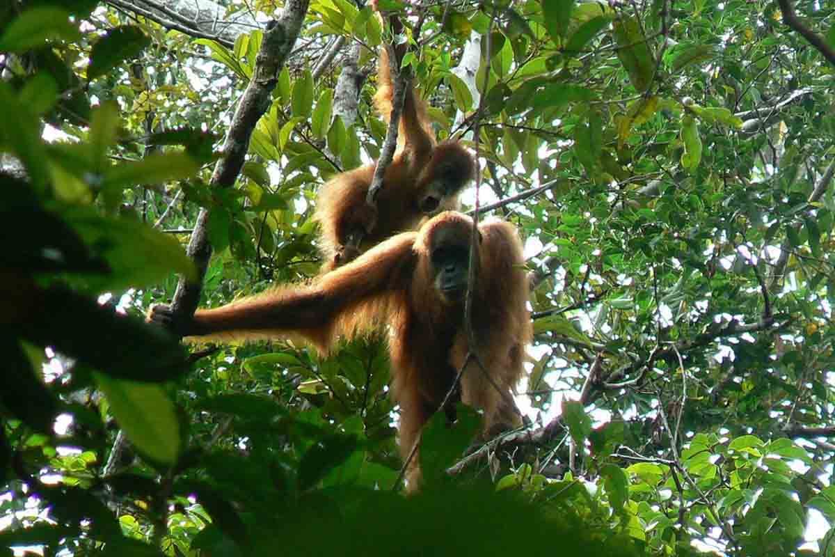 Aceh Selatan kembangan Tahura Trumon jadi pusat penelitian flora fauna