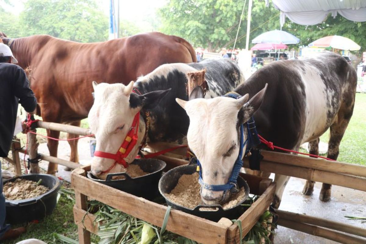 Produksi peternakan Lampung potensial mendukung makan bergizi gratis