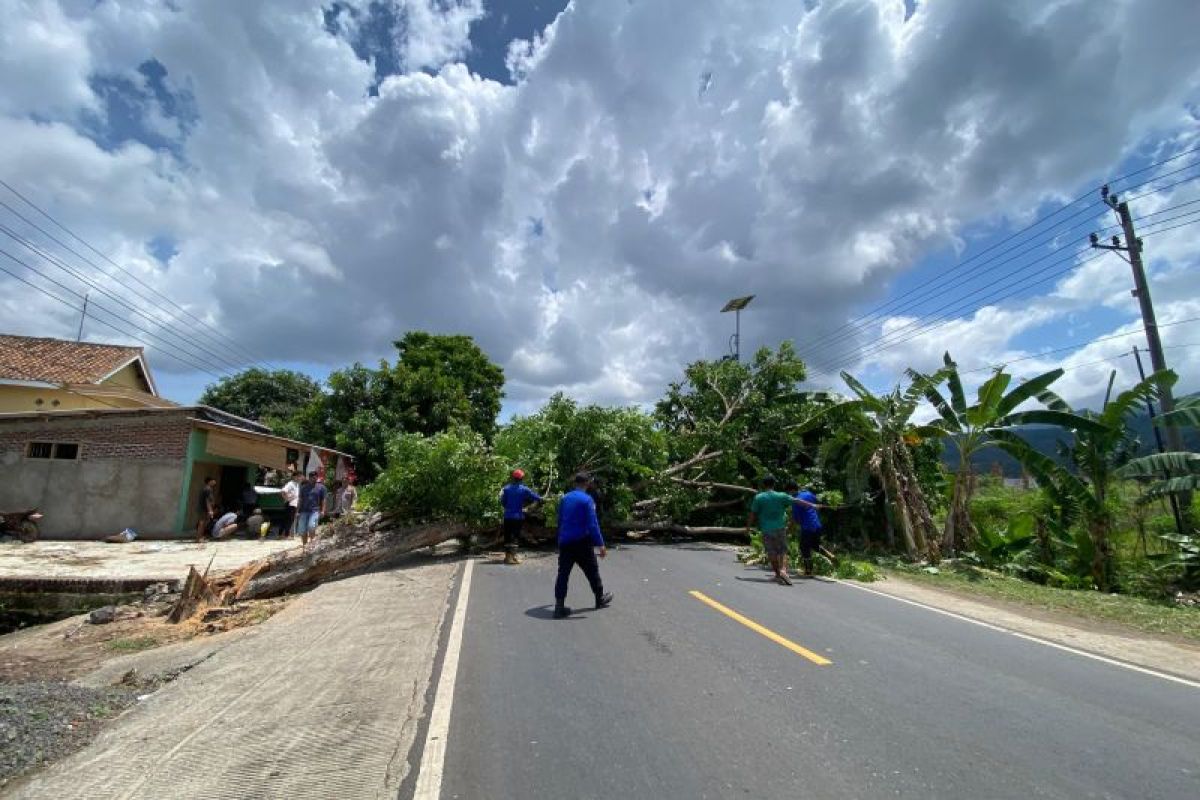 Petugas evakuasi pohon tumbang tutupi jalan lintas Sumatera