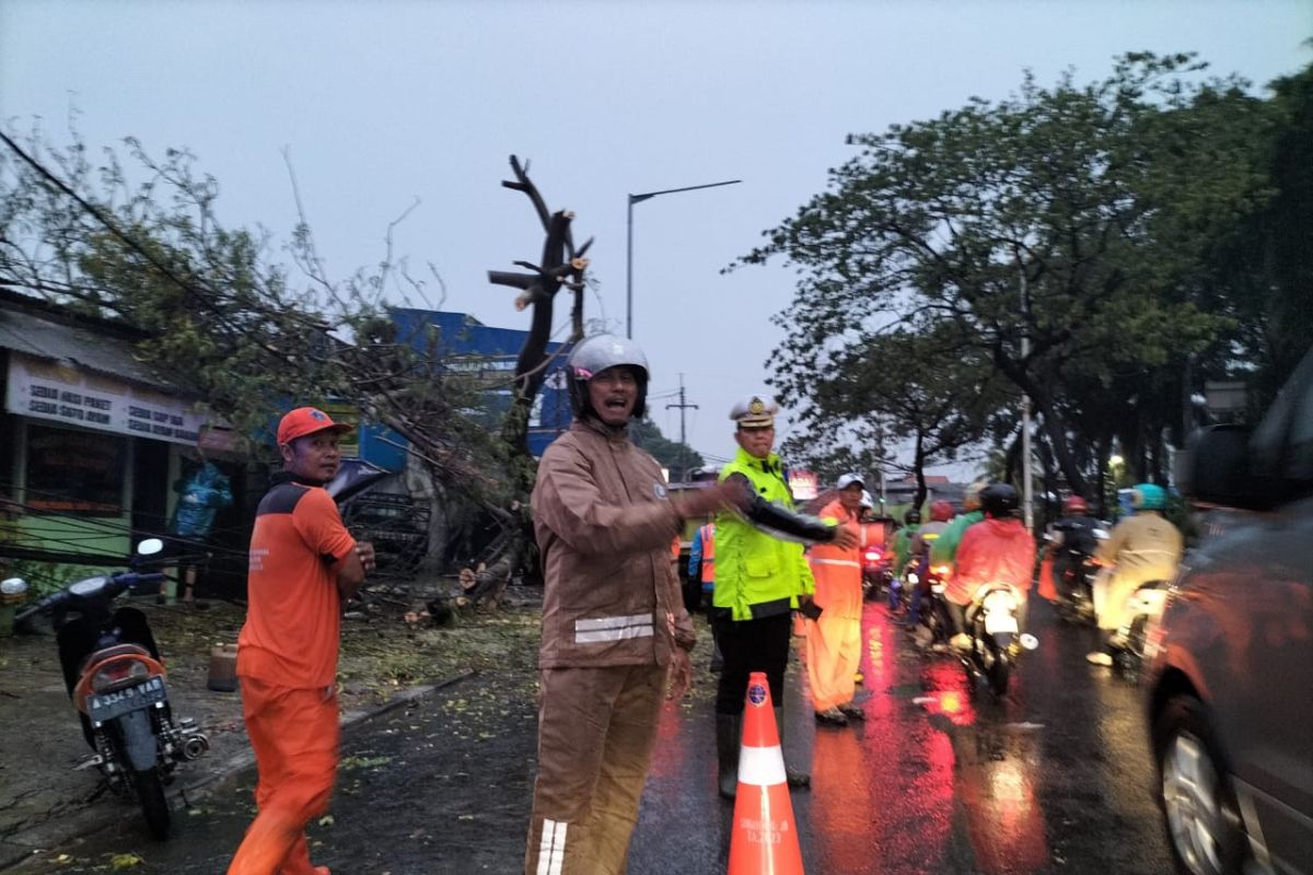 Tim gabungan evakuasi pohon tumbang di Joglo Kembangan