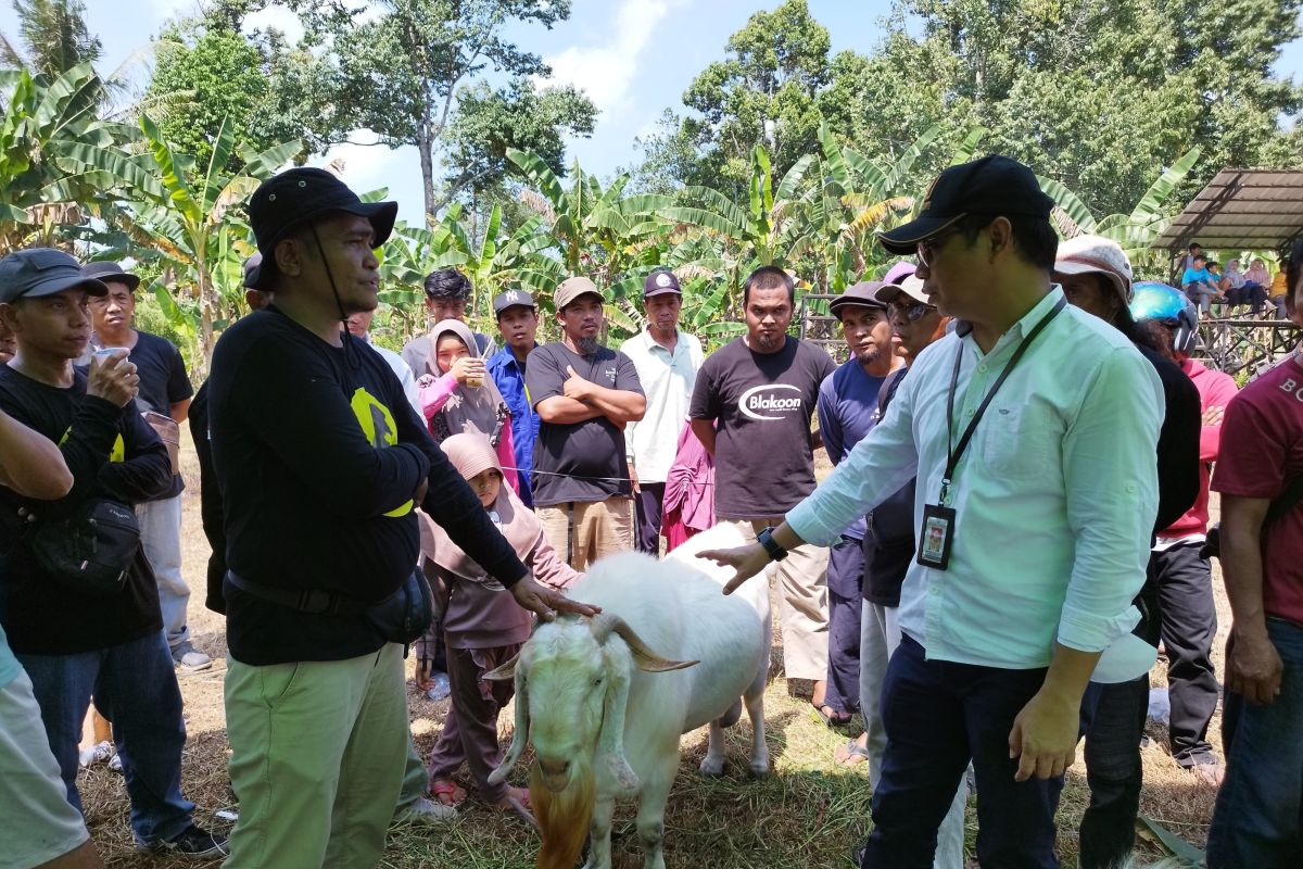 Pemprov Kalbar optimalkan peternakan kambing mendukung makan bergizi