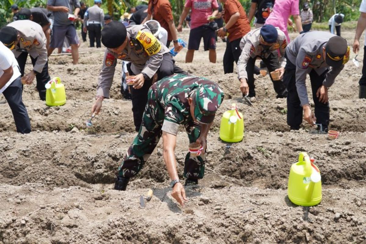 TNI dan Polri tanam jagung program swasembada pangan di Gianyar 