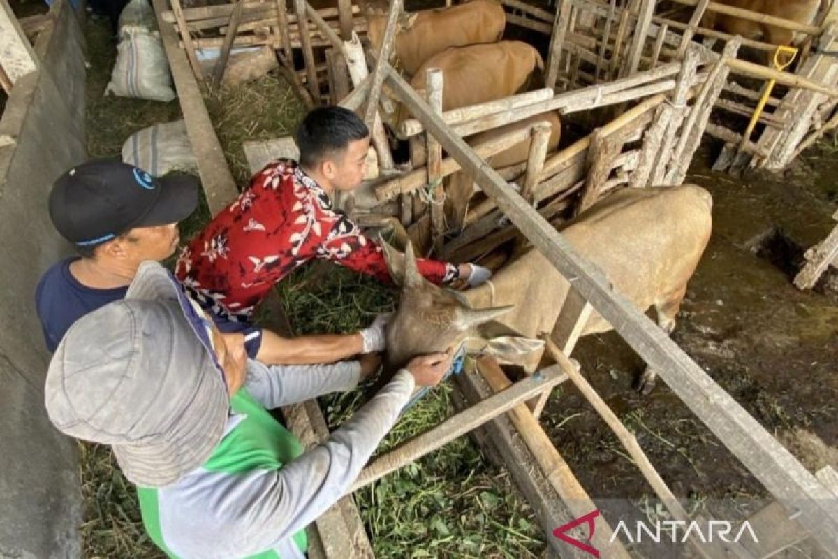 Vaksinasi PMK untuk hewan ternak di NTB sudah capai 700 ribu dosis