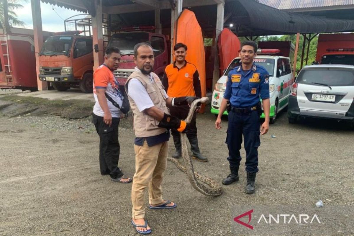 Ular piton panjang 3 meter masuk rumah pejabat di Aceh Barat, begini respon BPBD