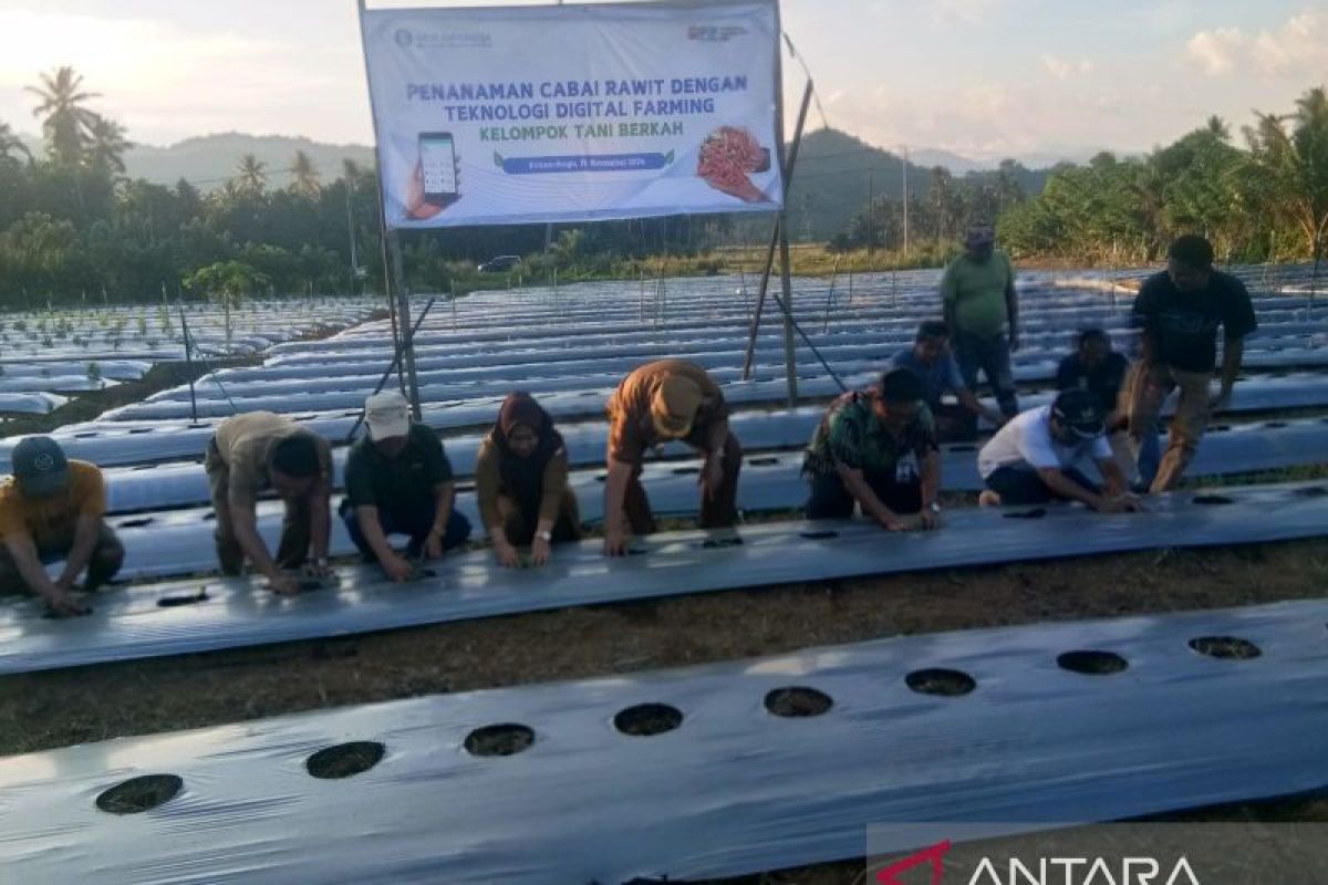 BI memfasilitasi petani tanam cabai teknologi digital farming