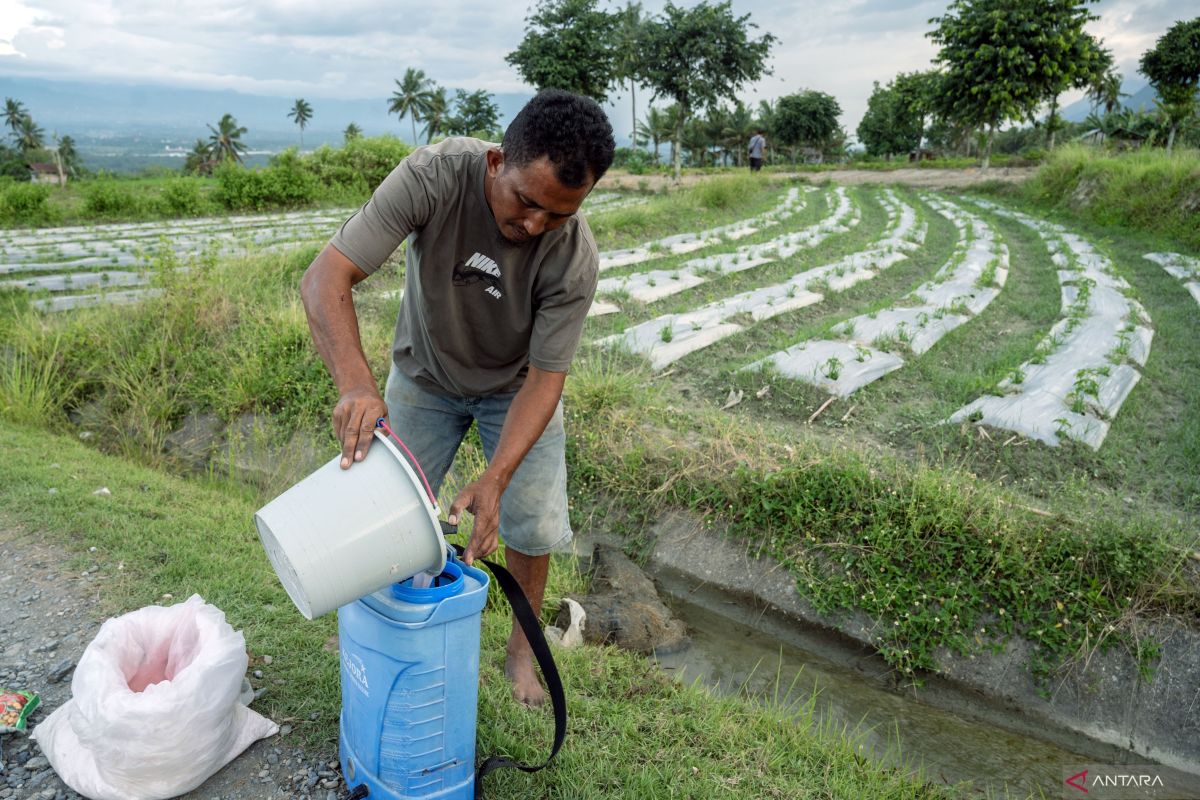 Pemerintah Indonesia Mempermudah Aturan Pupuk untuk Meningkatkan Akses Petani