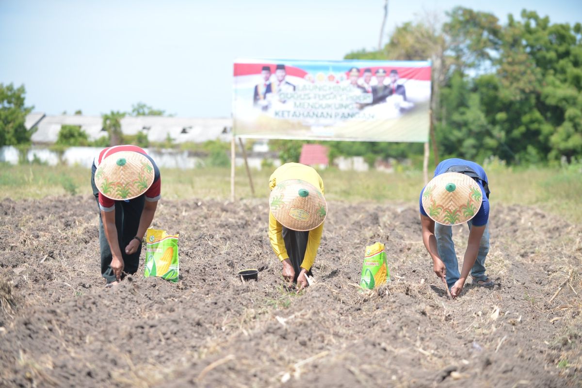 Dukung ketahanan pangan, Polres Situbondo tanam bibit jagung di lahan 2 hektare