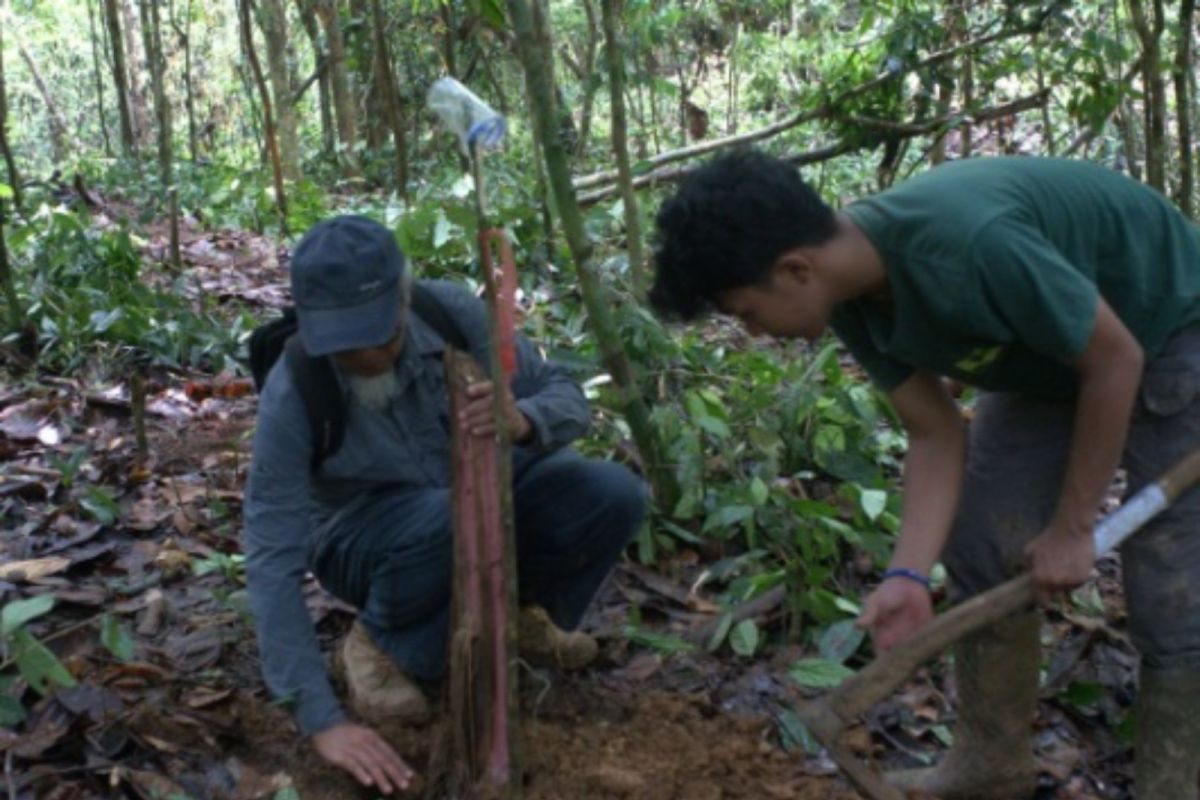 Mahasiswa Unja tanam 1.000 bibit pakan gajah