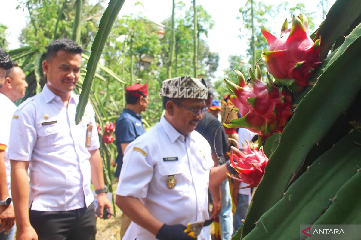 Banyuwangi-Pupuk Kaltim kolaborasi tingkatkan produktivitas buah naga