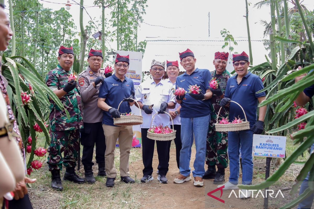 Pupuk Kaltim pacu produktivitas Buah Naga Banyuwangi