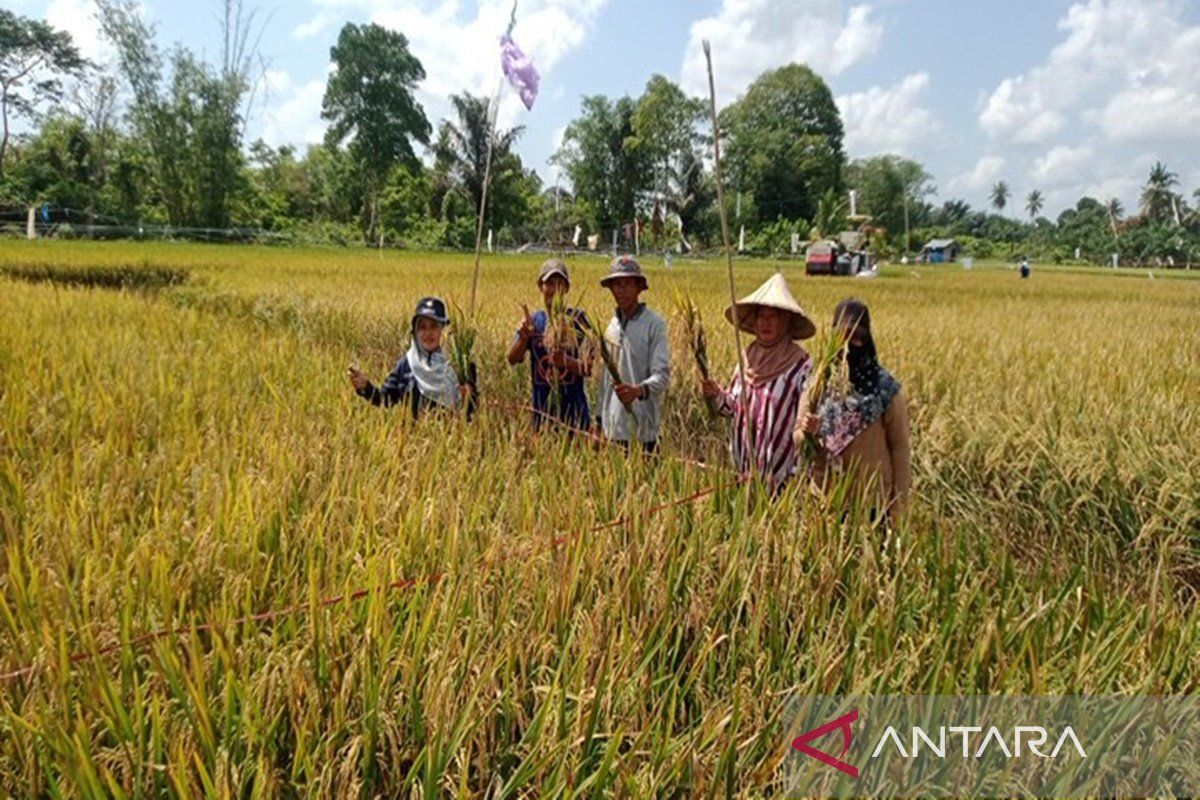 Kalsel kemarin dari optimalkan irigasi amandit hingga pertanian