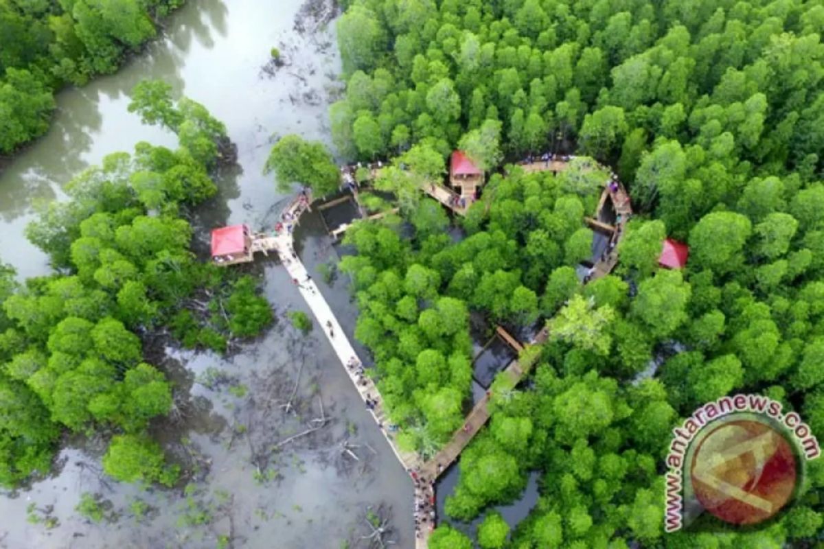 Peneliti: Gambut dan mangrove kunci kurangi emisi GRK di Asia Tenggara