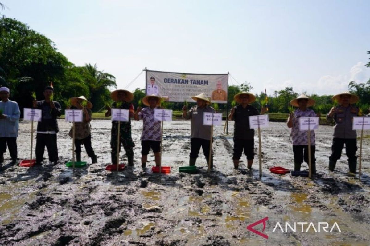 Pemkab Bogor laksanakan Gerakan Tanam Padi untuk menekan inflasi