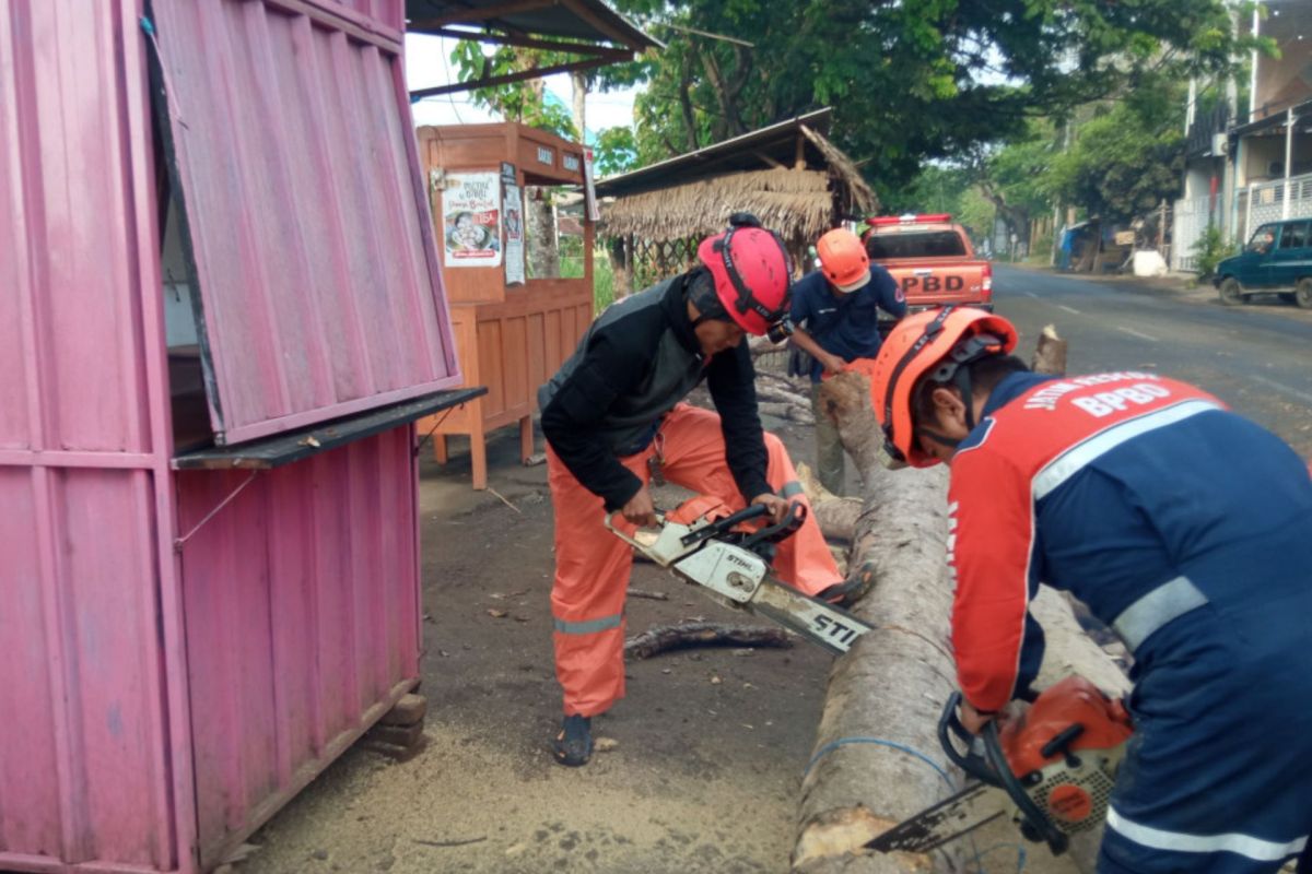 BPBD Pasuruan ingatkan warga untuk antisipasi pohon tumbang