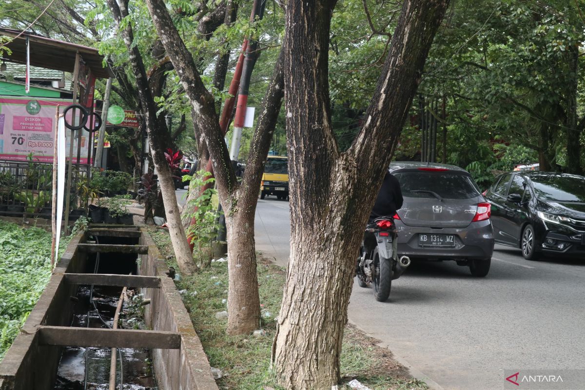 Kota Pontianak lakukan penataan pohon imbas cuaca ekstrem