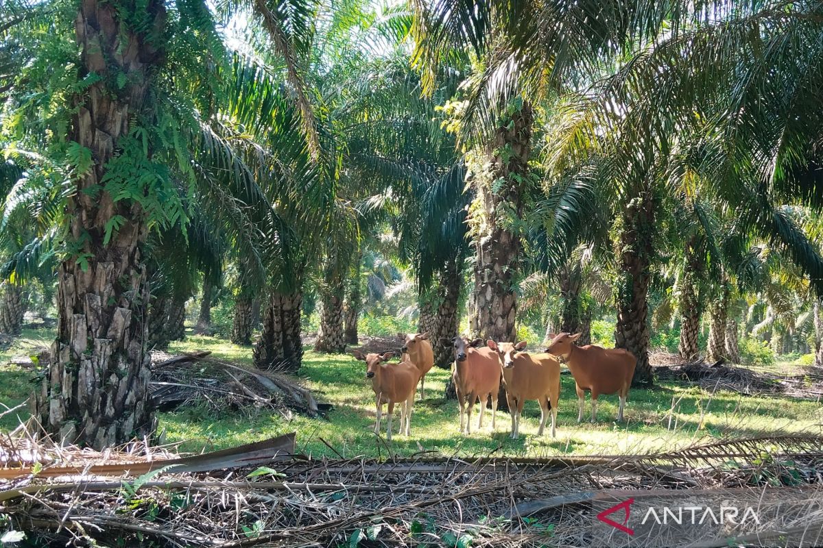 70 persen peternak Mukomuko terapkan sistem integrasi sapi-sawit