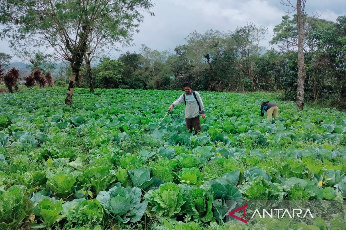 Rejang Lebong ditetapkan sebagai sentra hortikultura Provinsi Bengkulu