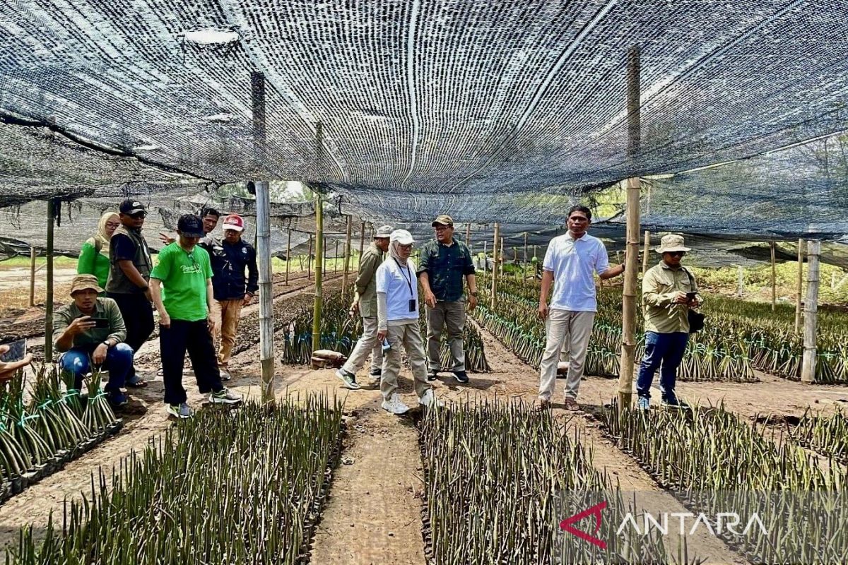 Dishut Kalsel studi tiru terkait mangrove ke Jatim guna sukseskan RHL