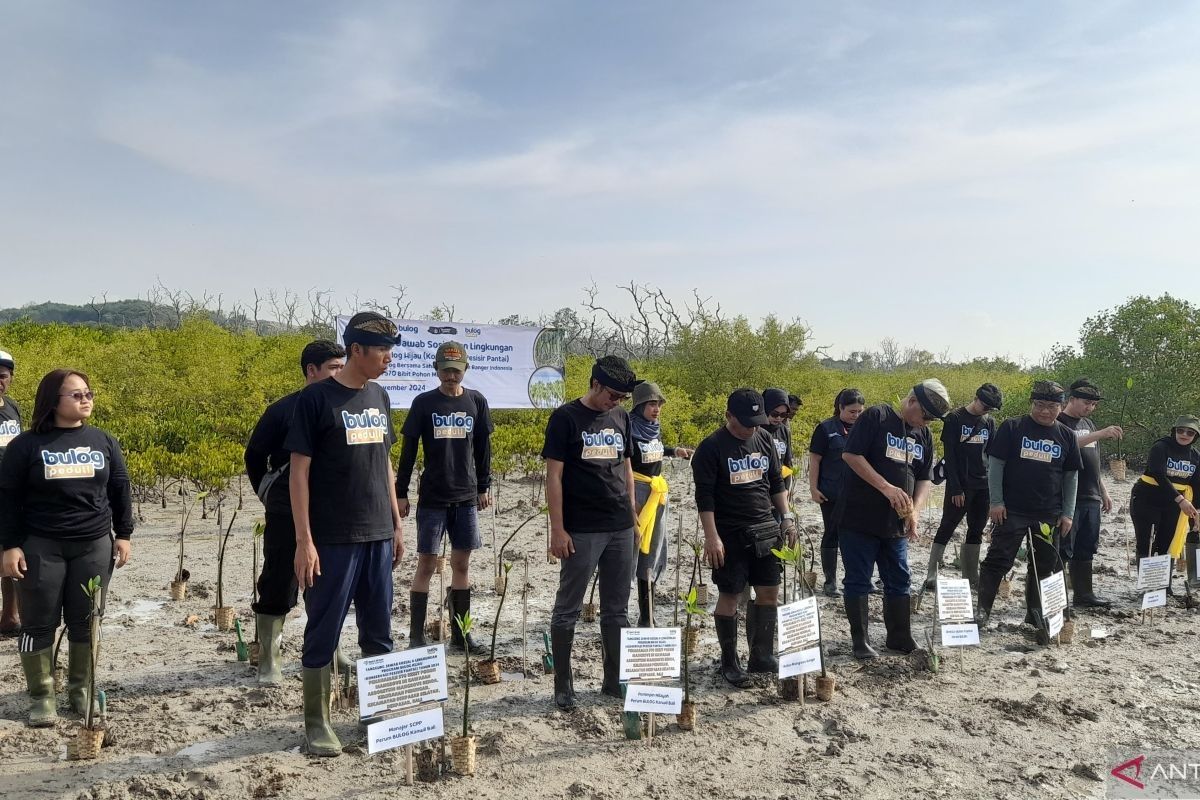 Bulog dan komunitas Bali tanam-sulam mangrove di tengah tantangan cuaca