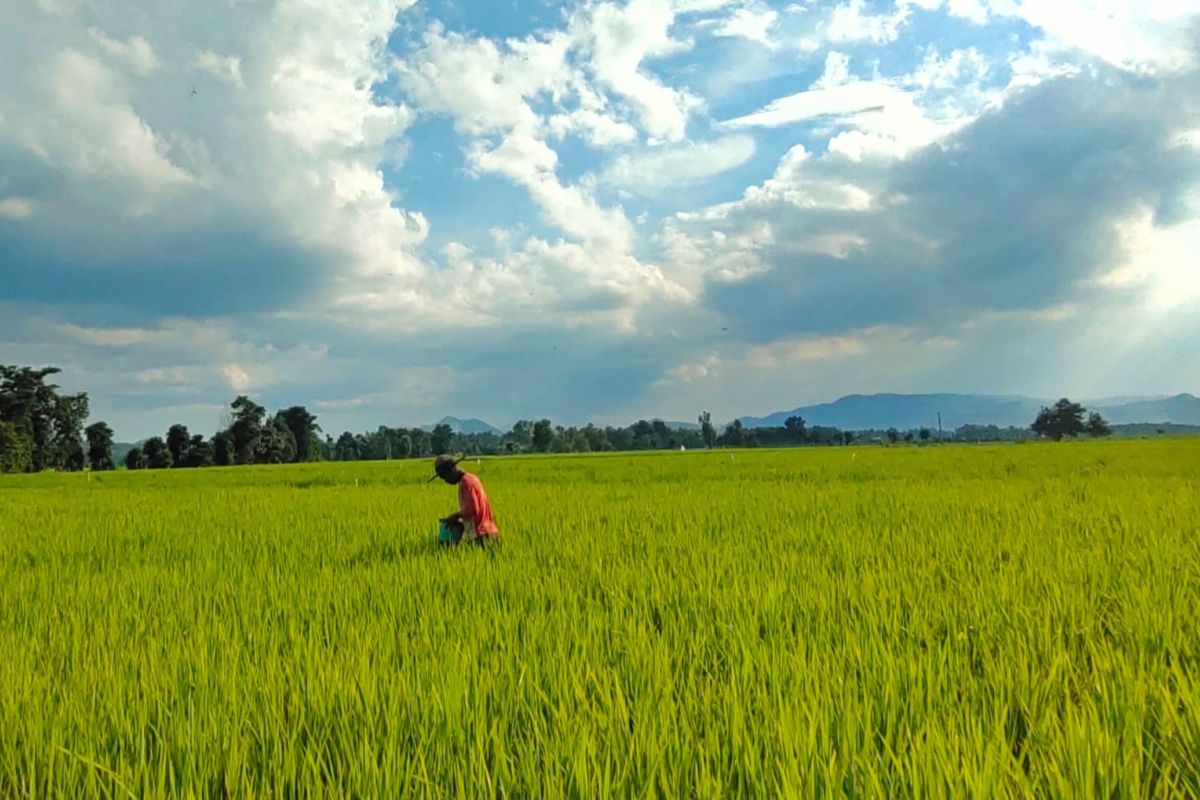 Upaya Lampung dukung program swasembada pangan nasional