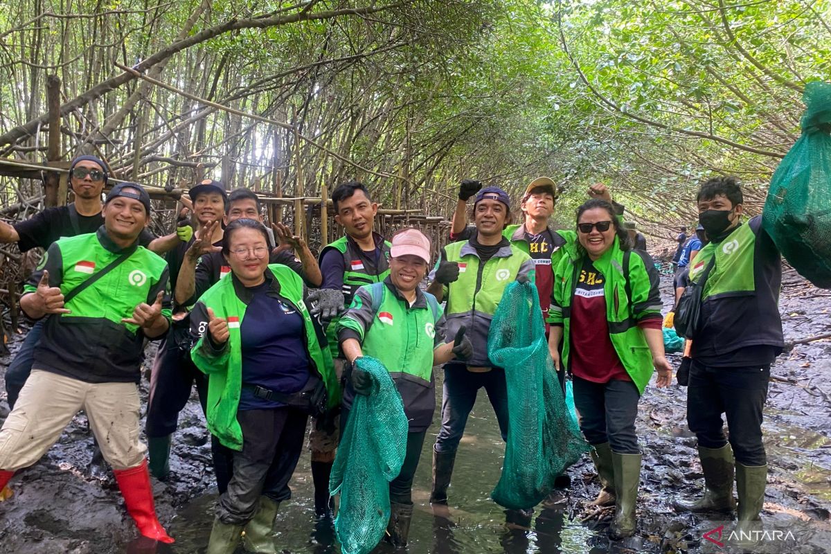 Pengemudi ojek daring Bali pungut sampah plastik yang tersangkut di pesisir mangrove