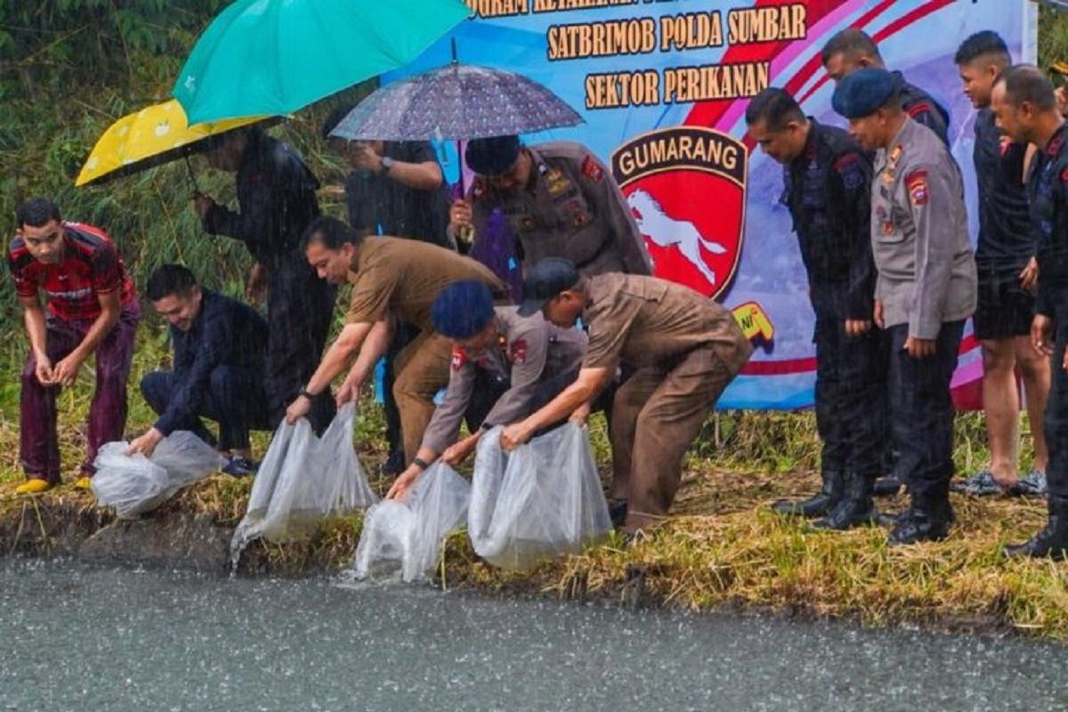 Program ketahanan pangan, 10 ribu bibit ikan dilepas di kolam Silaing Bawah Padang Panjang