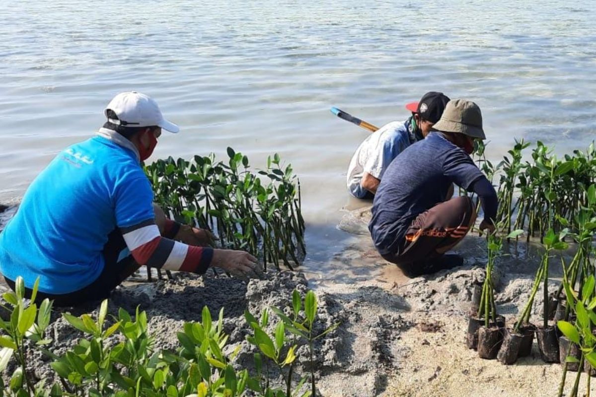 DKI perbanyak penanaman mangrove antisipasi masuknya air laut ke darat