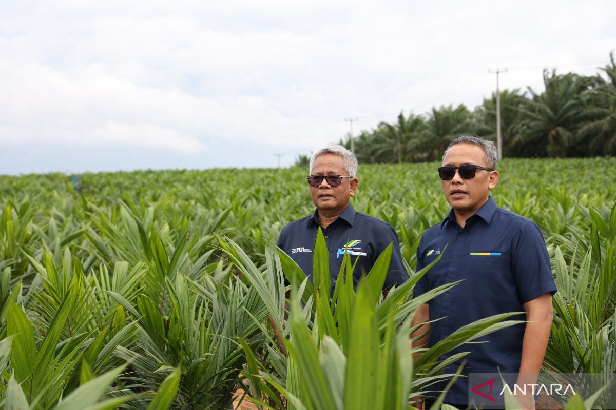 PTPN inisiasi program PSR intercropping padi dukung swasembada pangan nasional