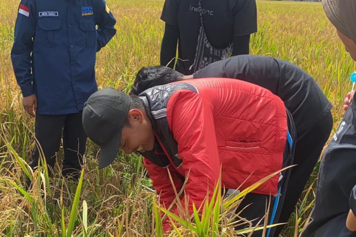 Enam mahasiswa Unja perkuat keilmuan pertanian di Merauke