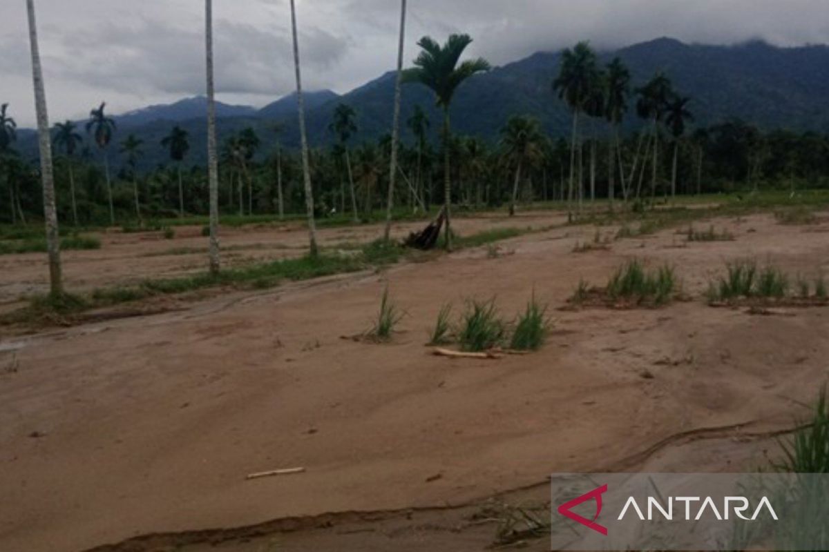 Banjir bandang Tapsel berdampak parah, ini dia sektor terparah