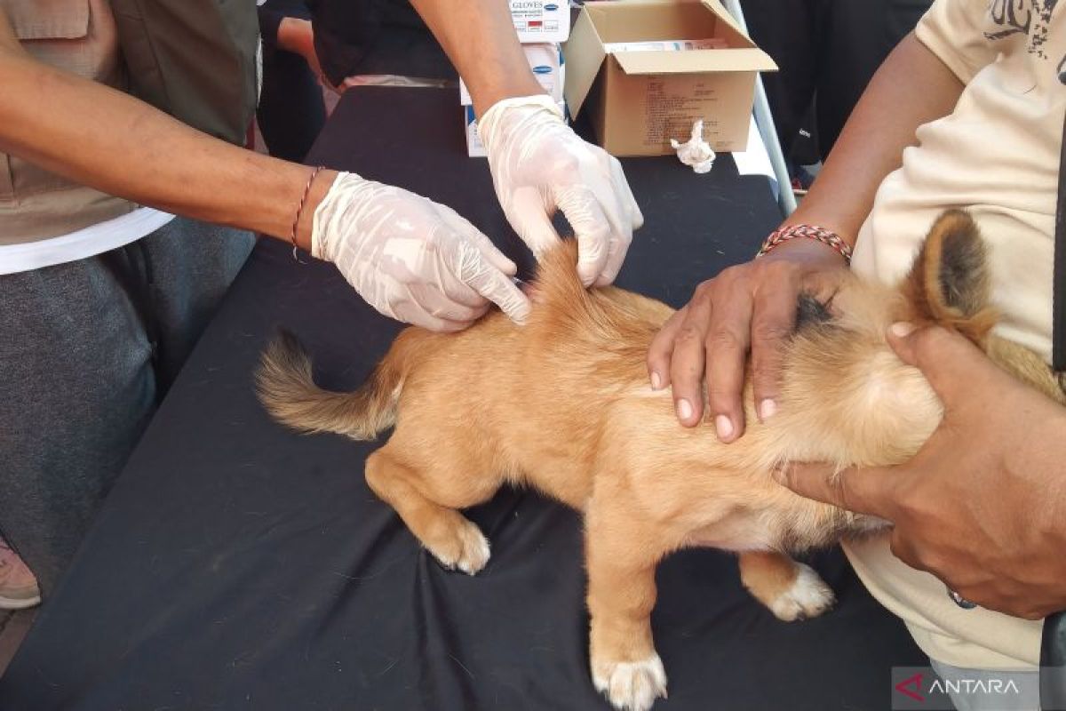 PDHI Bali sisir anjing belum vaksin rabies di Kota Denpasar