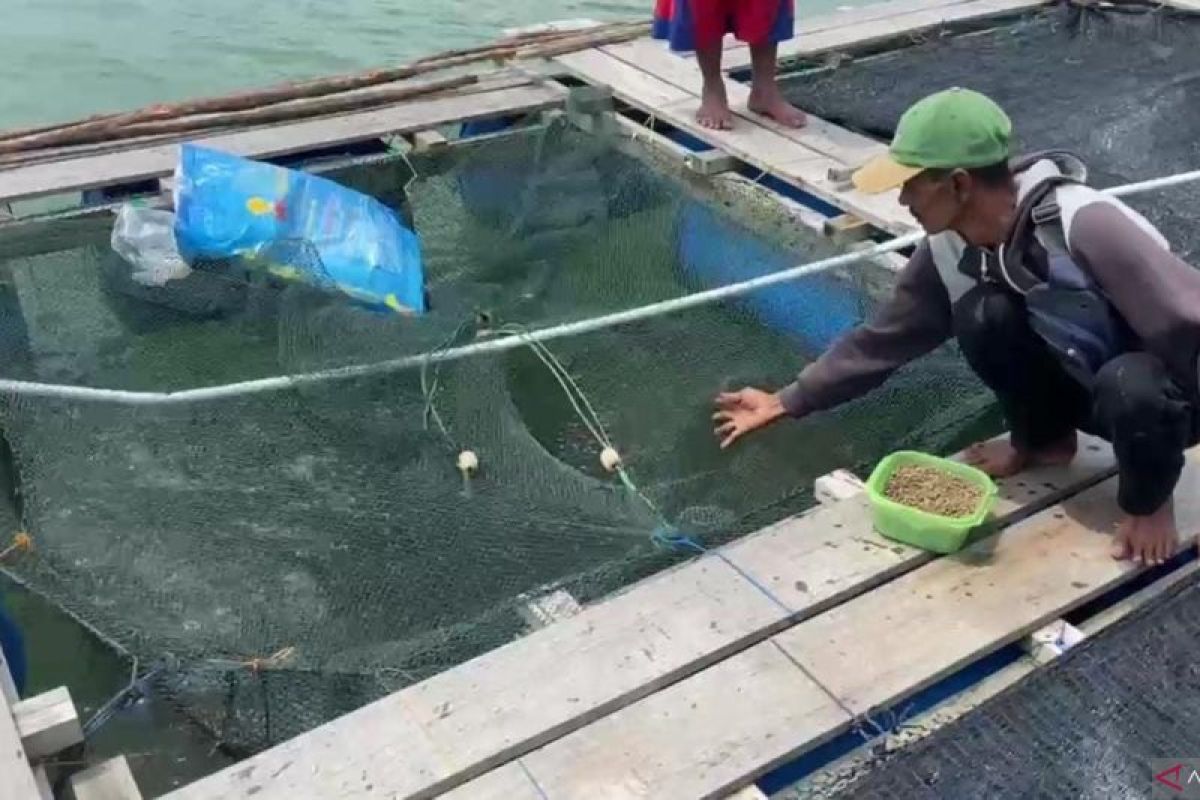 Pasokan ikan air tawar di Batam dipenuhi kelompok budi daya