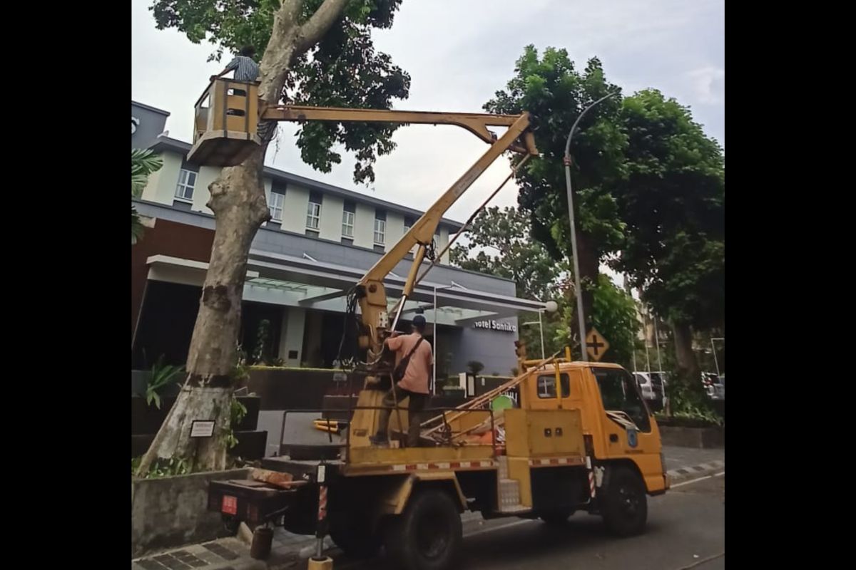 Antisipasi pohon tumbang, Perantingan pohon di Mataram libatkan mitra