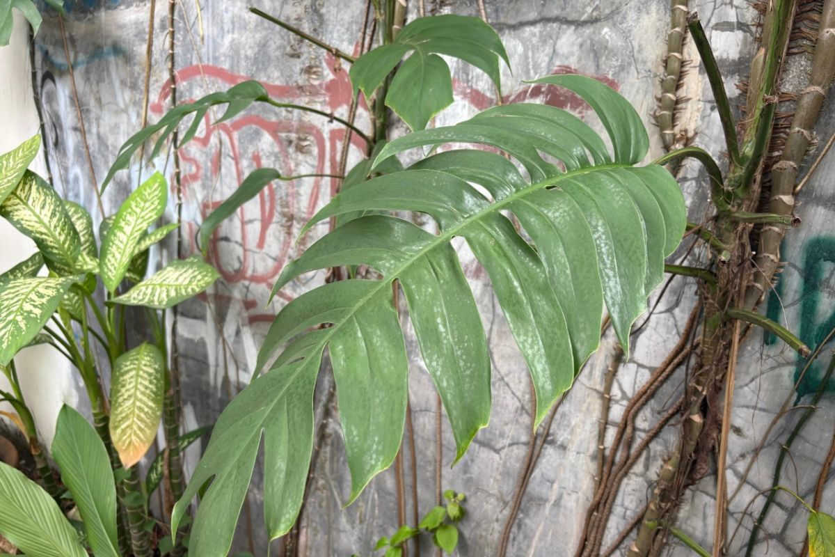 Racikan daun ekor naga, minuman herbal punya banyak khasiat dengan harga murah di Medan