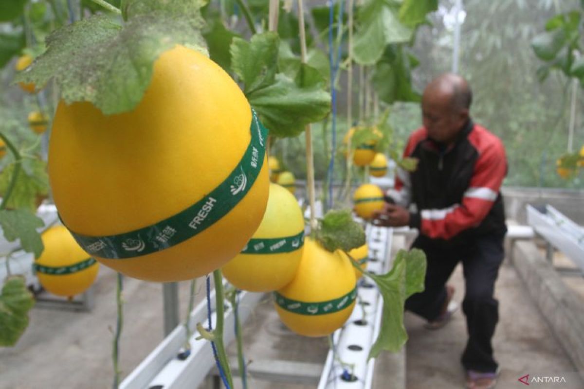 Panen melon hidroponik di Malang