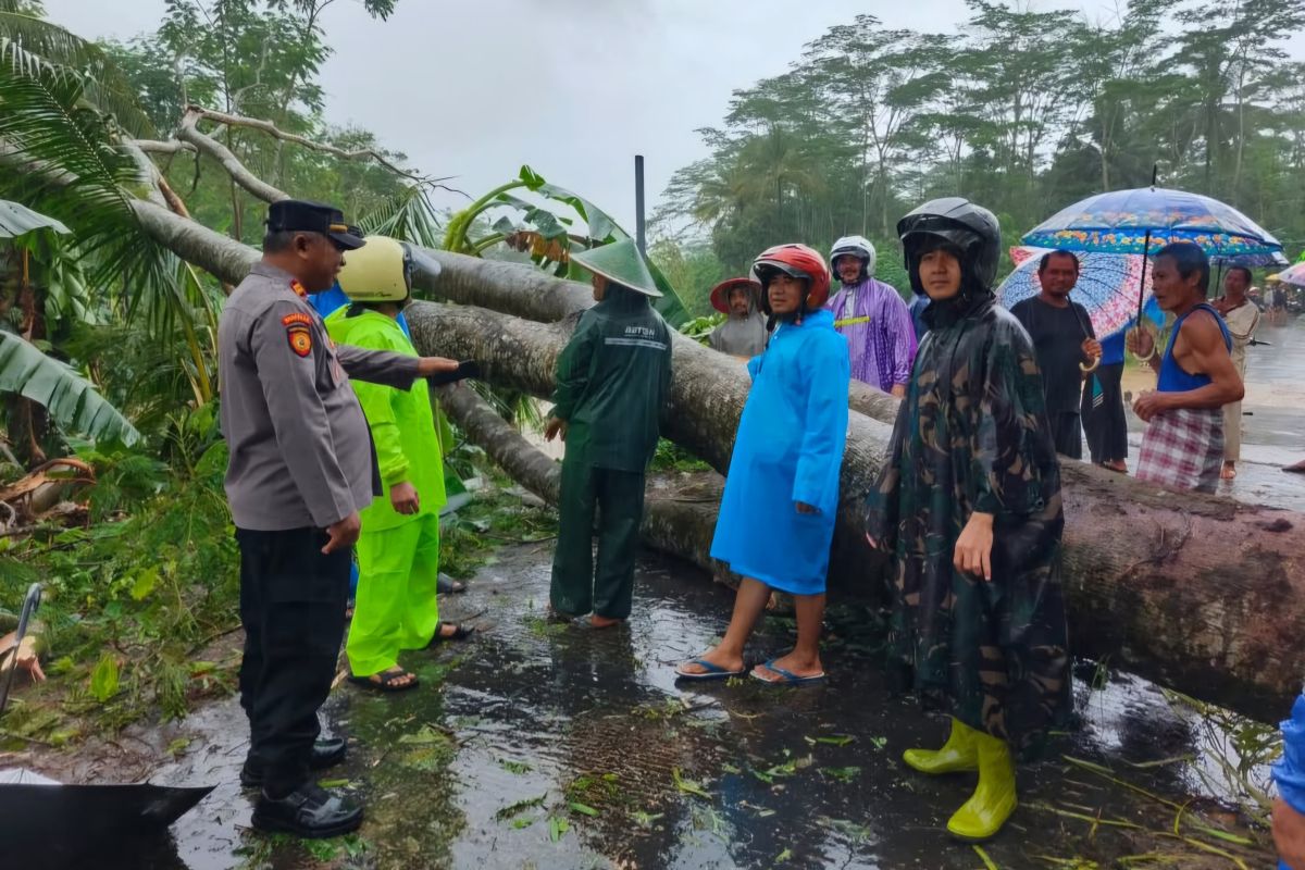 Pohon tumbang dan longsor landa sejumlah wilayah di Trenggalek