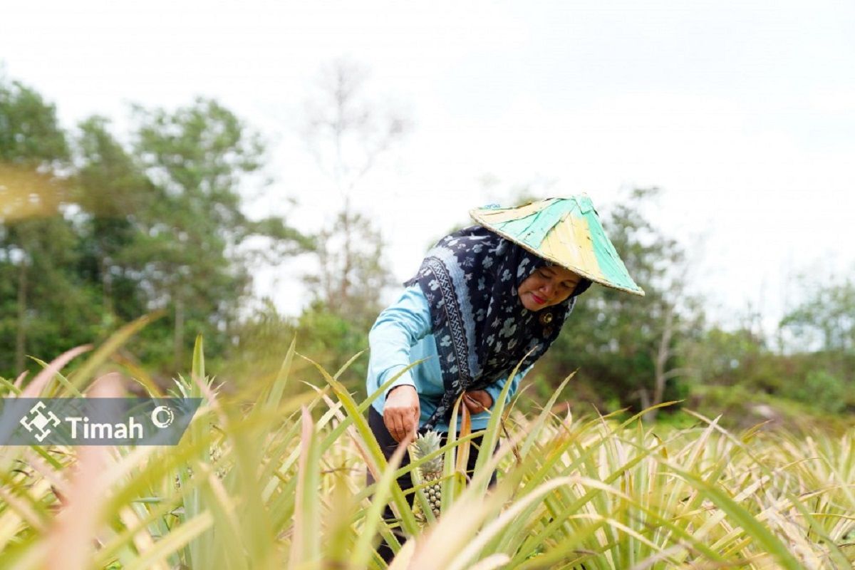 PT Timah - Poktan Aek Jelutung sukses kembangkan produk Protein Nabati