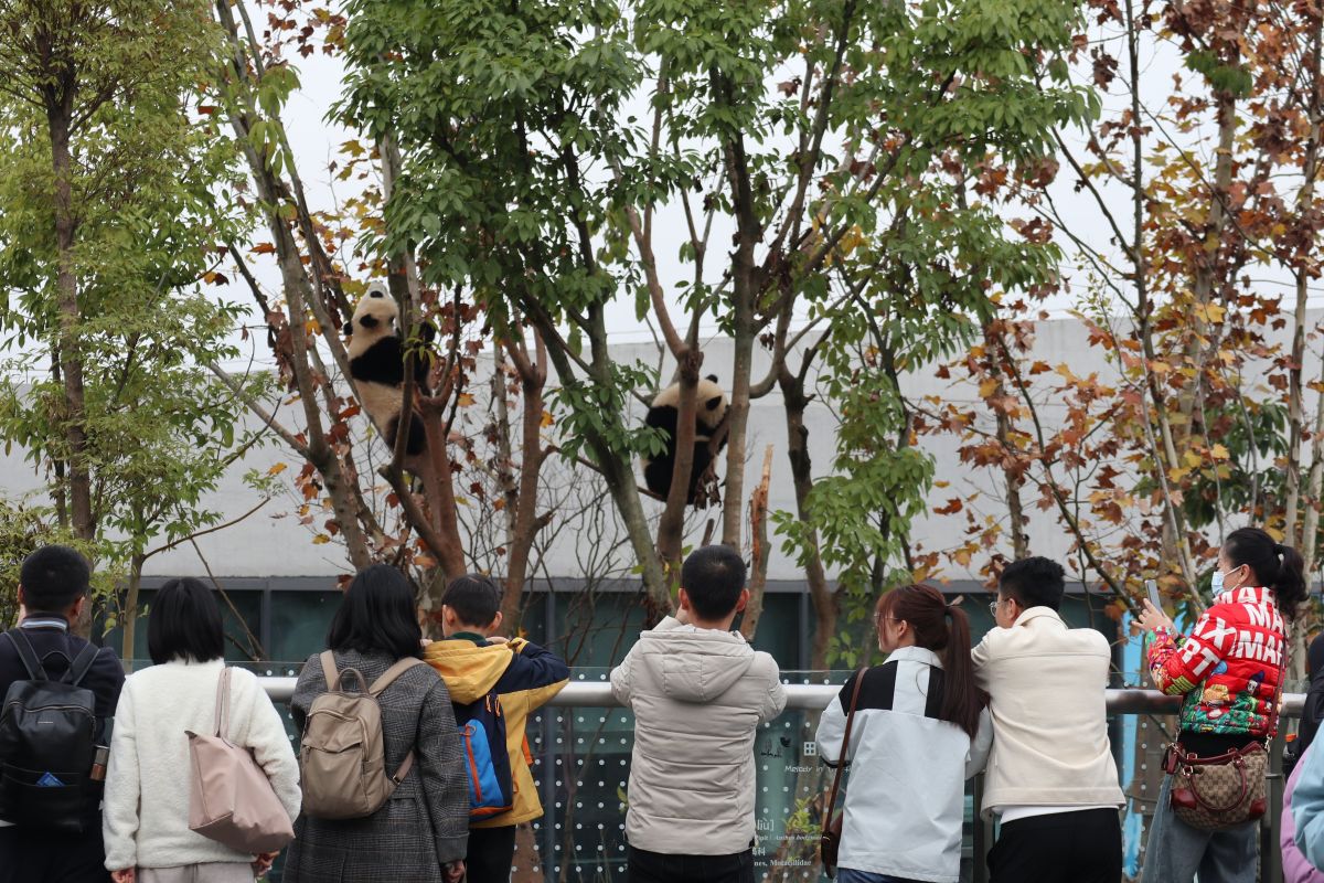 Melihat langsung pusat penangkaran panda di Chengdu