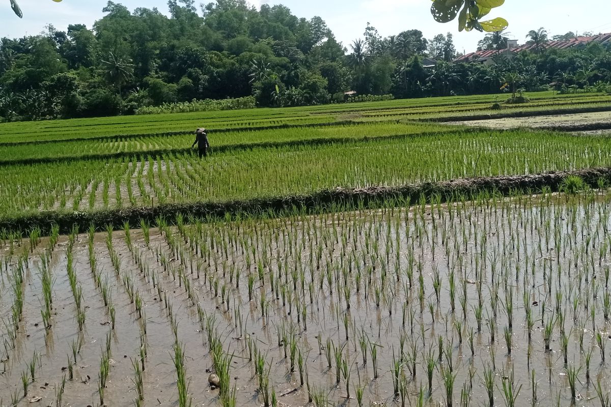 Dinas Pertanian Lebak jamin stok pupuk bersubsidi cukup